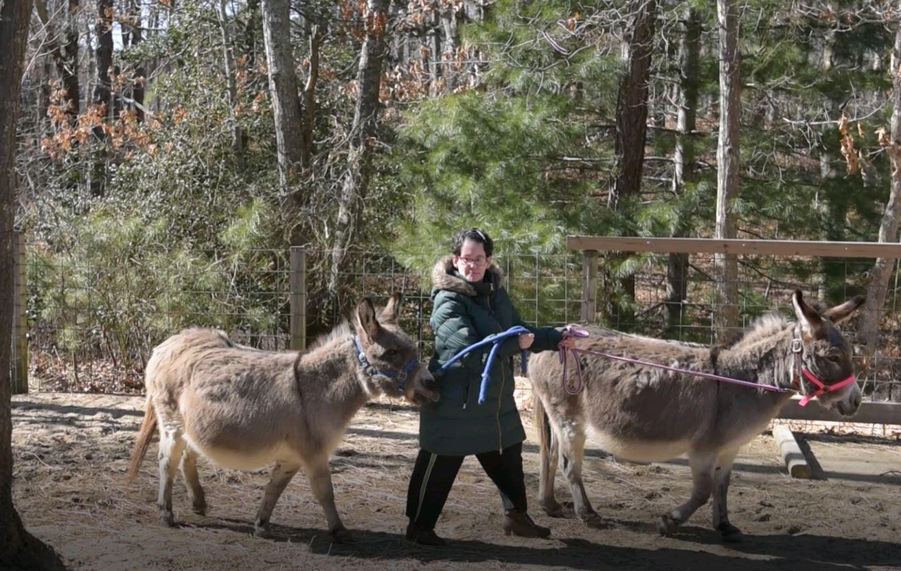 Adult Resident Walking Donkeys in out Asinotherapy program