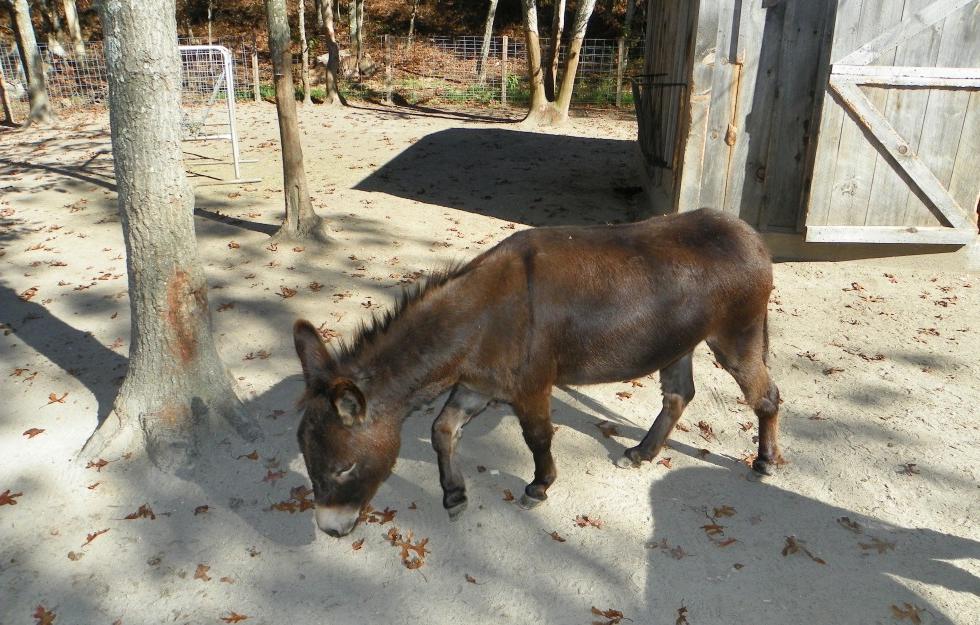 Photo of Donkey at Latham Centers Adult Group Home